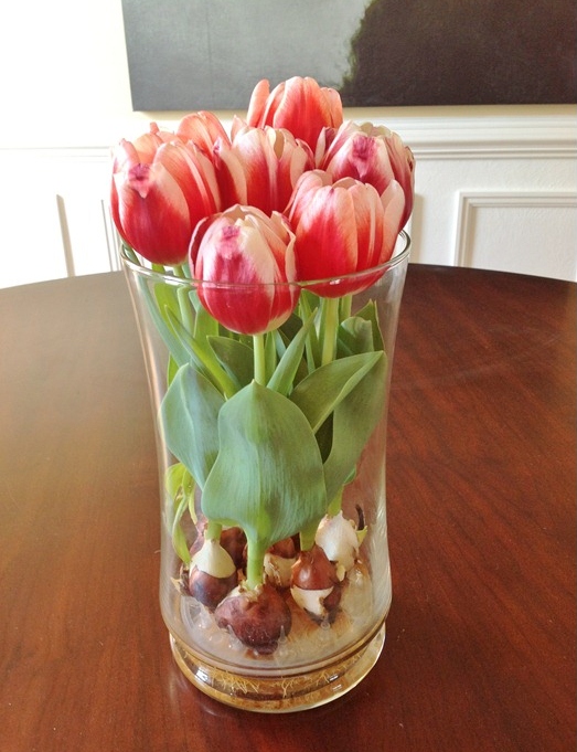 Forcing Tulips in Water[4]