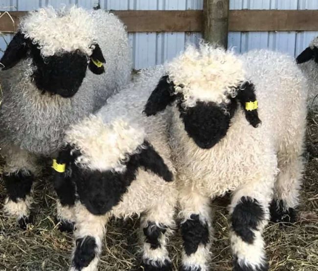 blacknose-sheep-look-just-like-stuffed-animals-and-make-great-pets7-650x554-1